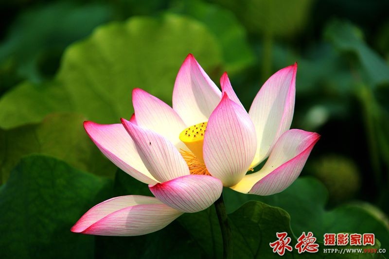 045【2016荷赛】 荷花之艳 - 北方的狼abcdfo.jpg