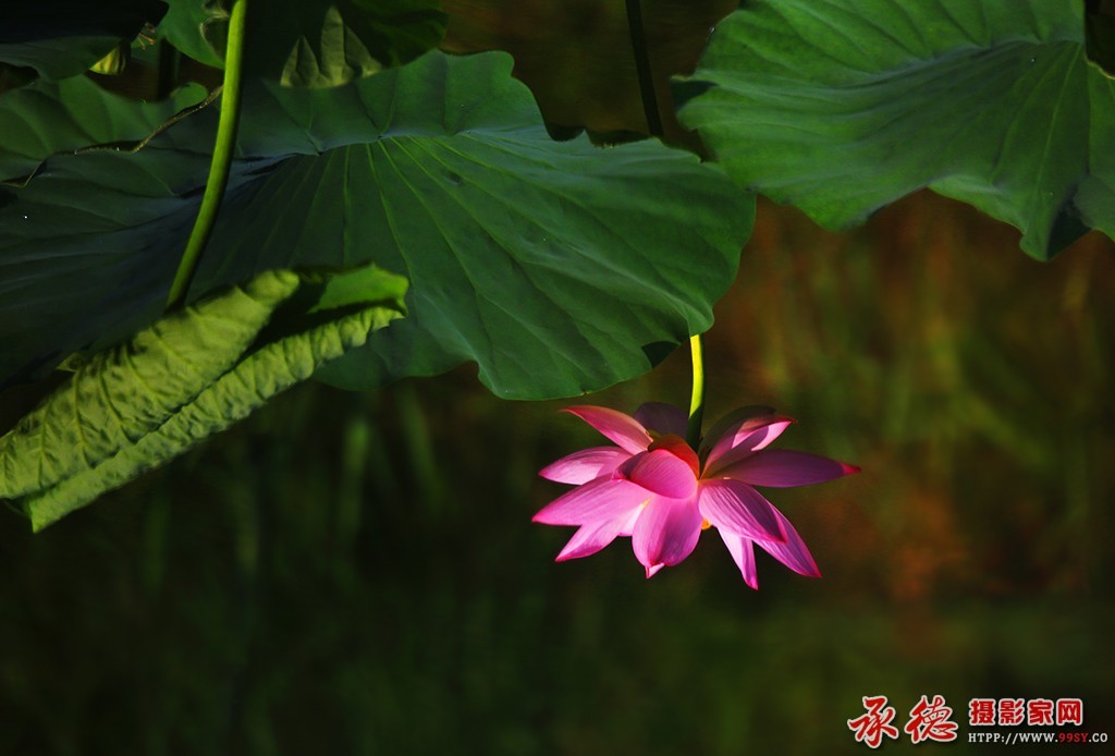 055【2016荷赛】 --荷影  - 平静如水.jpg