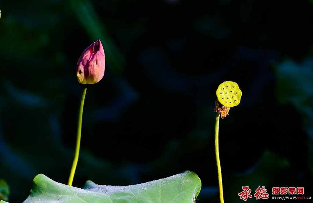 058【2016荷赛】 守望  - 昭君梦.jpg