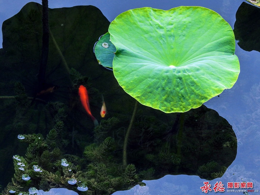 063【2016荷赛】-荷塘趣味  - 木兰风.jpg