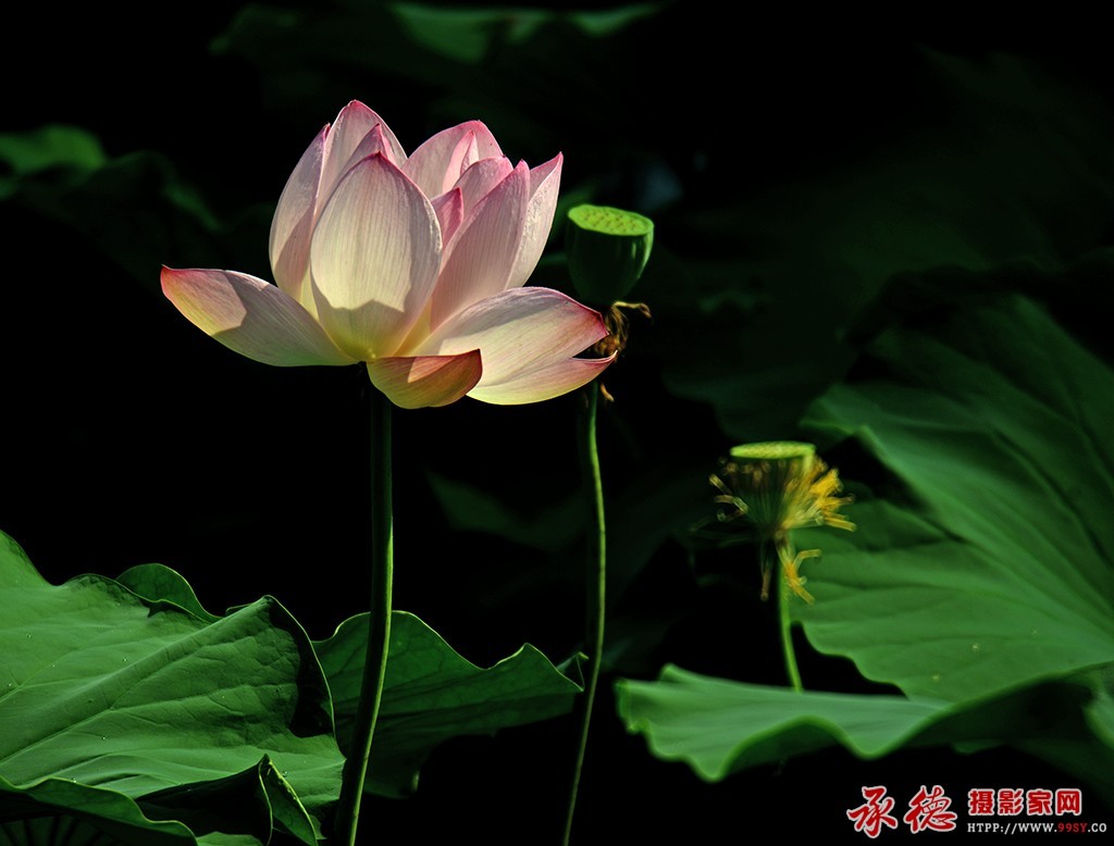 076【2016荷赛】 娇荷  - 龙的传人.jpg