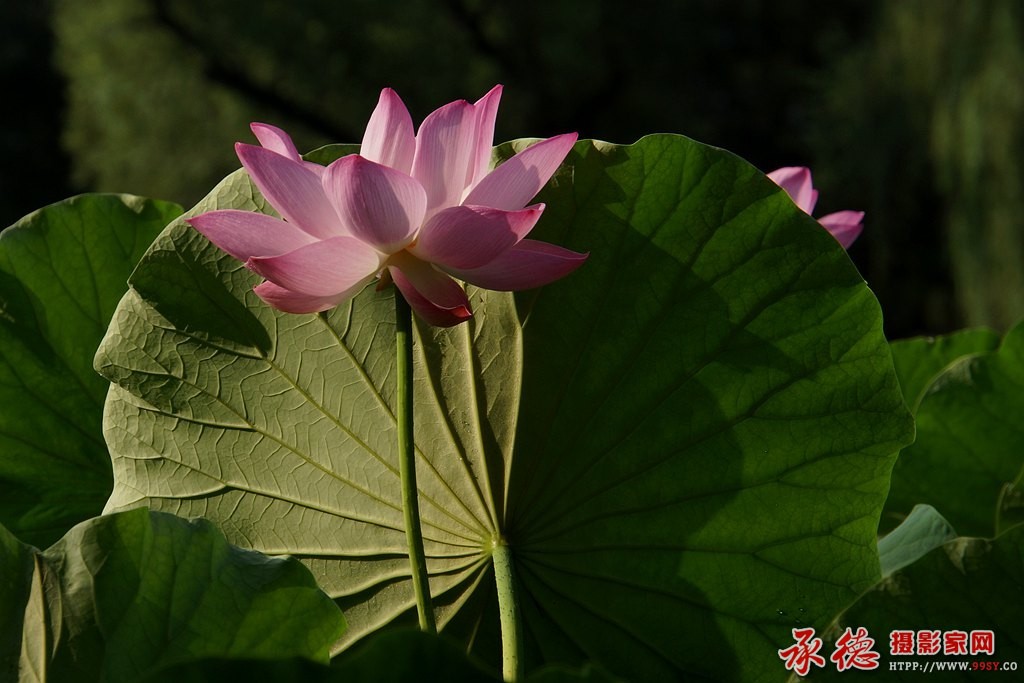 088       【2016荷赛】荷花姊妹    热河闲画.jpg