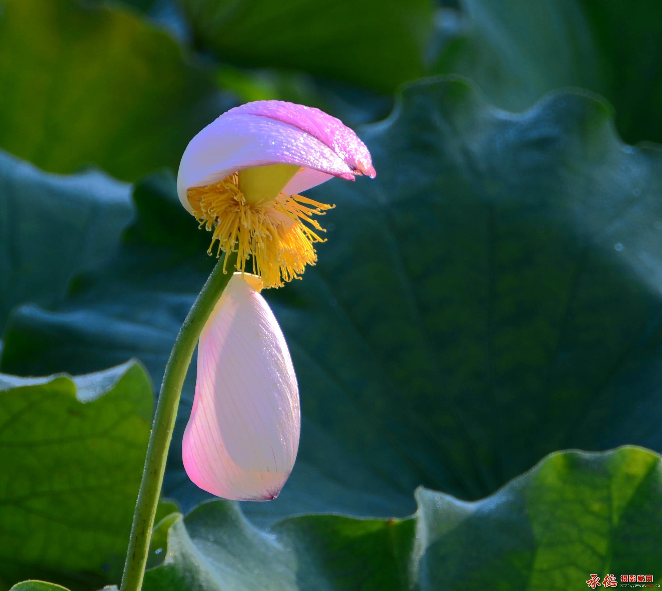 099【2016荷赛】 留住芬芳在人间  - 山庄情.jpg