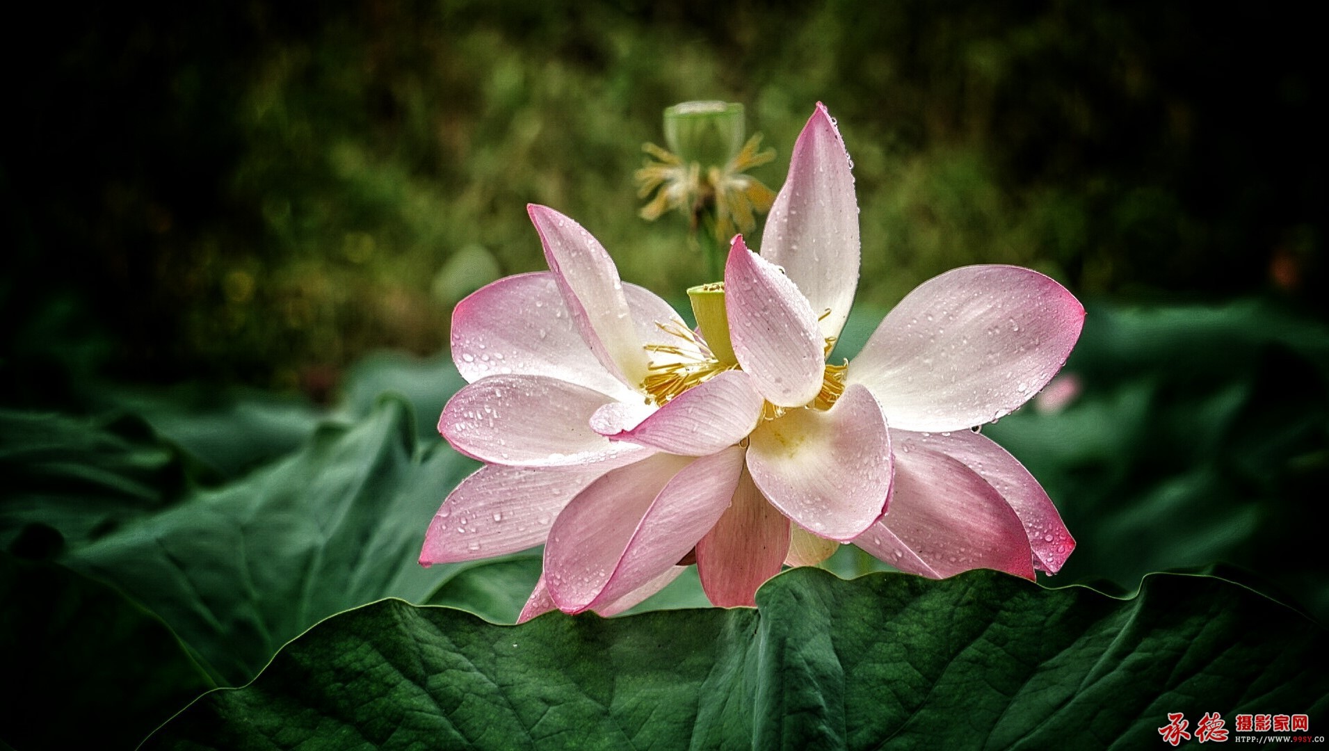 114【2016荷赛】秋雨醉芙蓉    山蝉抱叶.jpg