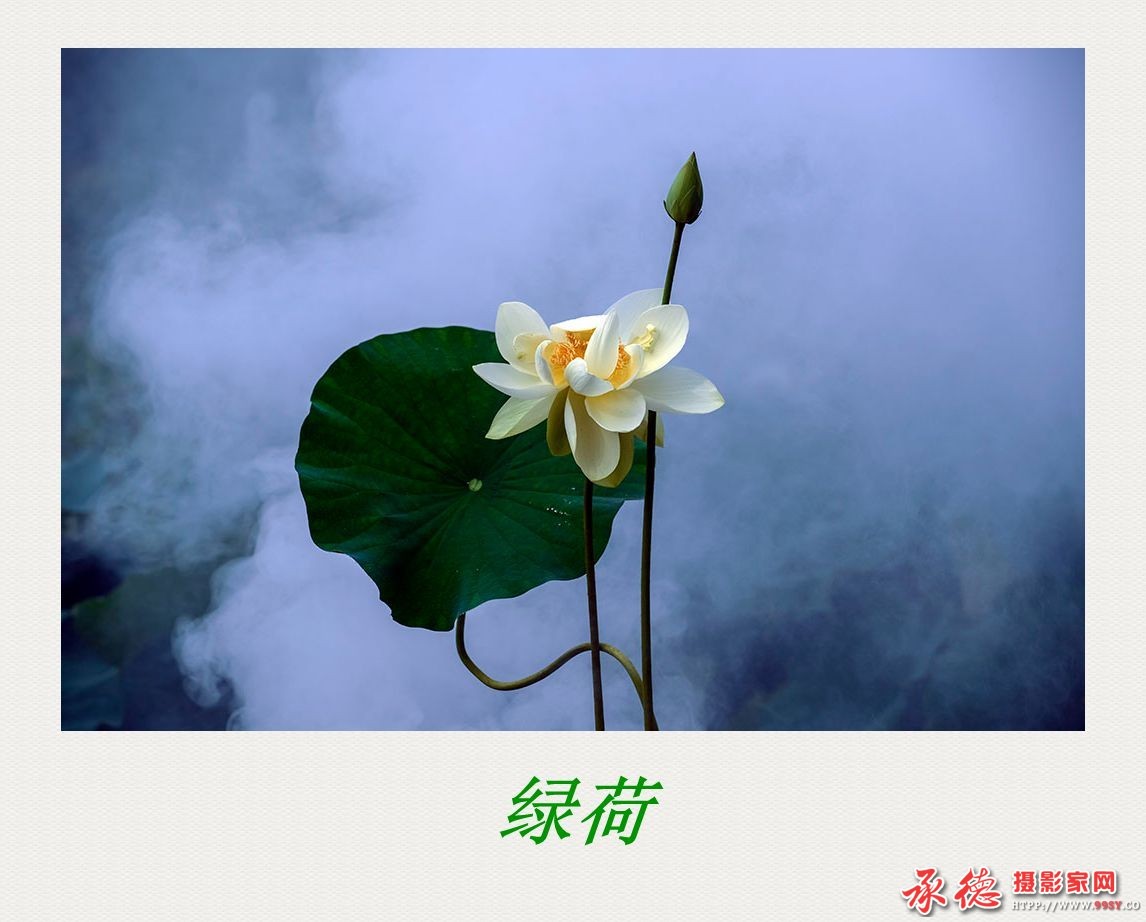 118《2016荷赛》十绿荷    大漠胡杨.jpg