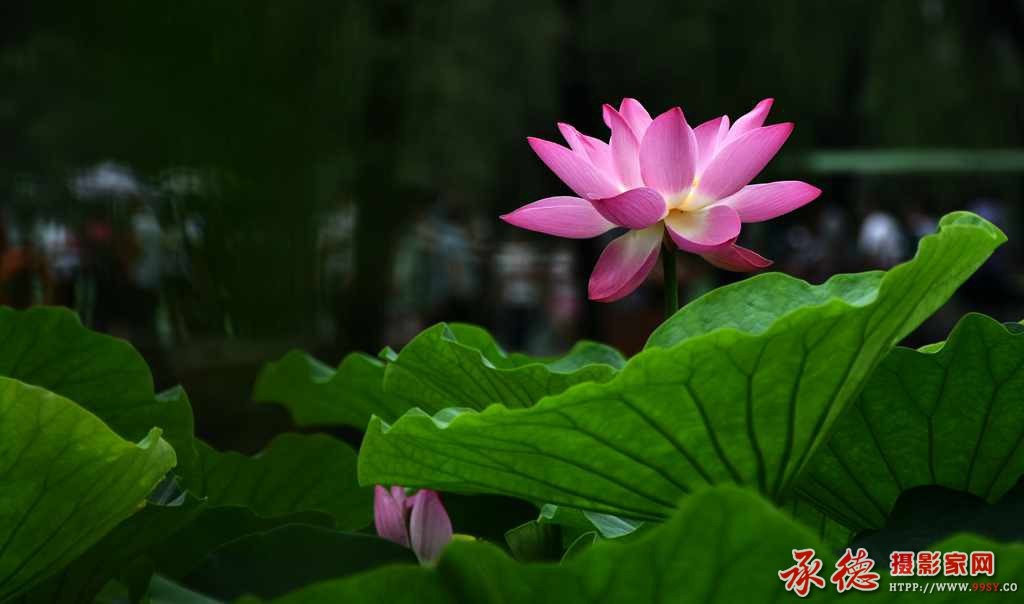 143【2016荷花摄影大赛】--遥望清莲  - 惠风和畅 .jpg