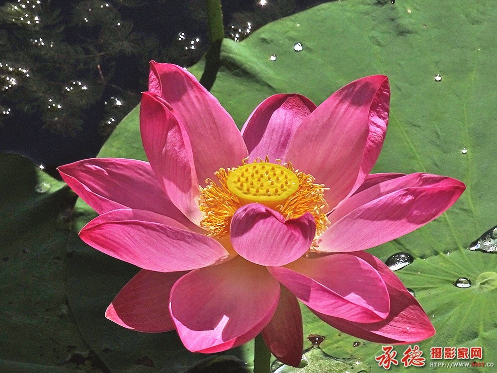 145【2016荷赛】  出水芙蓉 - 晓墨 .jpg