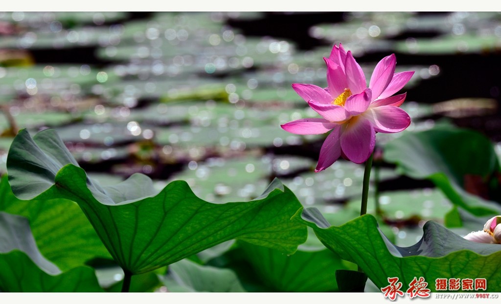 151 2016荷赛 湖光荷影 - 秋乏.jpg