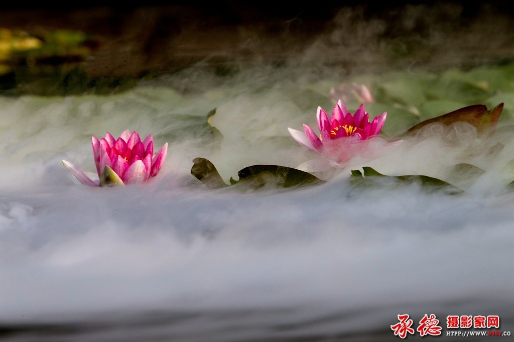 158【2016荷花摄影大赛】-雾漫荷塘 - 侠客行.jpg