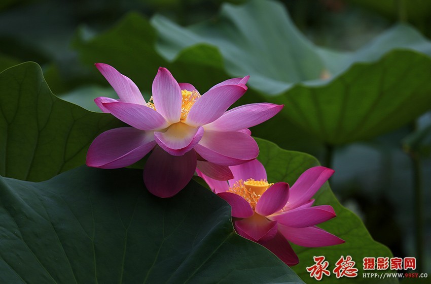 159【2016荷赛】伴侣  - 陪你去听风.jpg