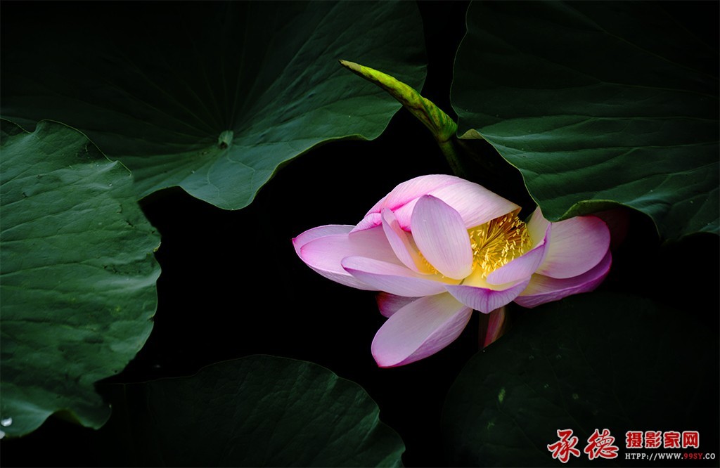 162【2016荷赛】沉睡之中  - 追光触影 .jpg