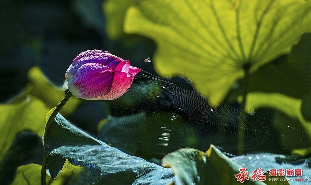 167【2016年荷赛】-----蛛莲壁和  - 古月全乐 .jpg