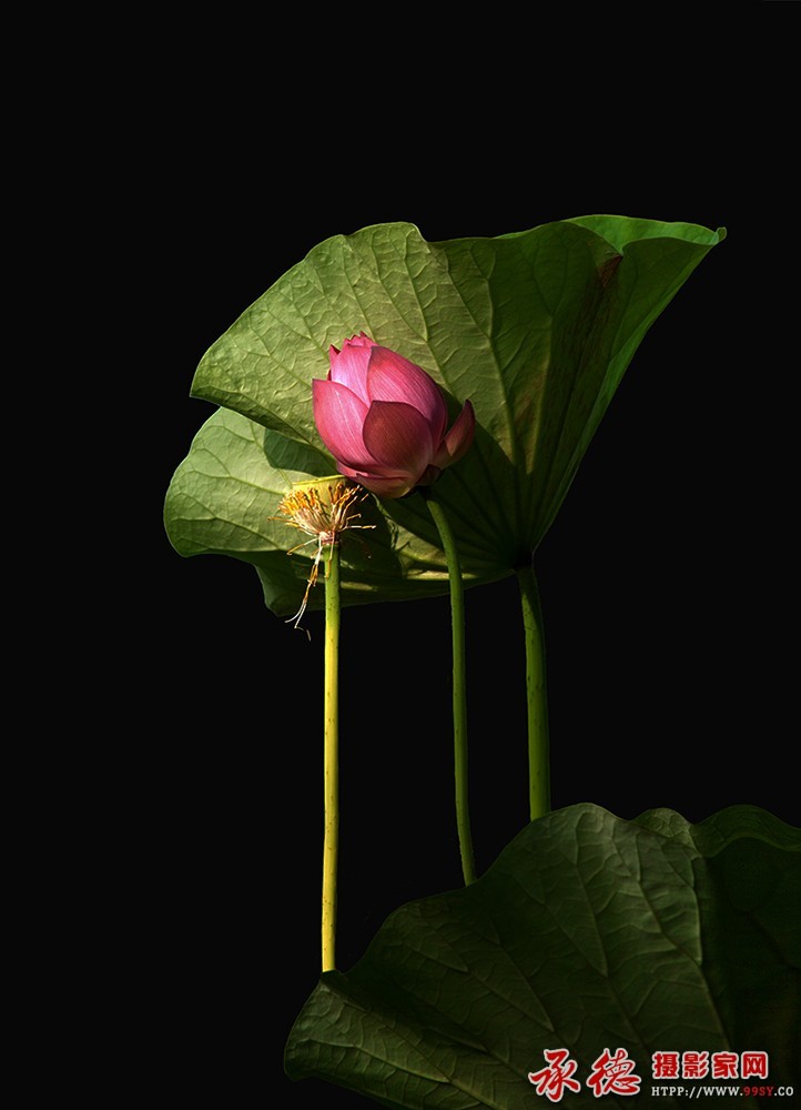 165  【2016荷赛】  相依相伴 - 交响乐.jpg