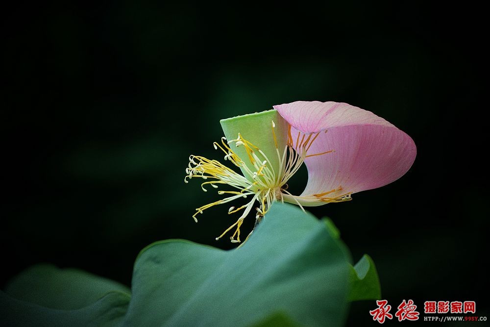 169【2016荷花摄影大赛】荷蕊- 淡泊宁静 .jpg