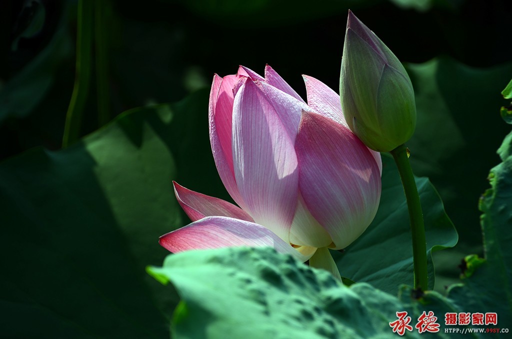 174【2016荷赛】 依偎  - 阿本头子  .jpg