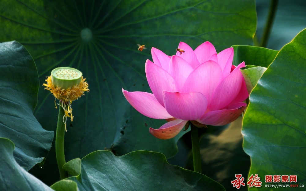 186     2016荷赛 赛牡丹 - 滦河源 .jpg