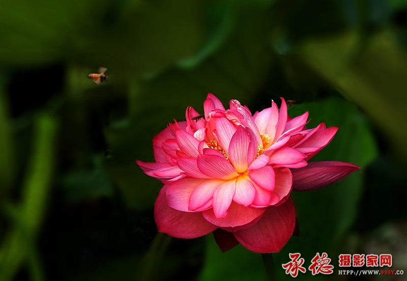 188【2016荷赛】 热河莲花  - 寒杉杉.jpg