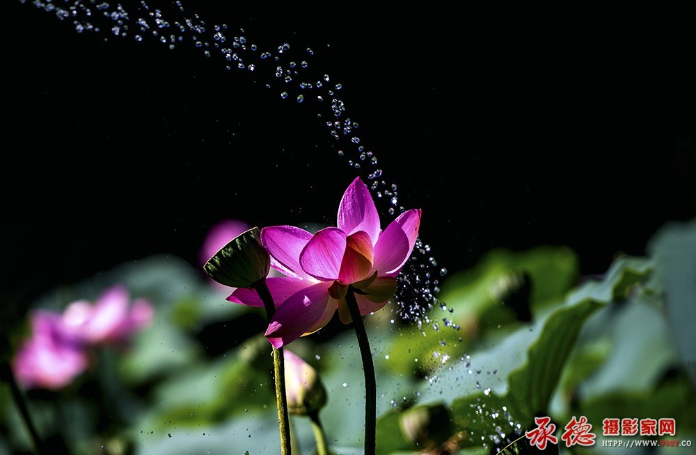 202【2016荷赛】莲池飞珠  - 古月全乐 .jpg