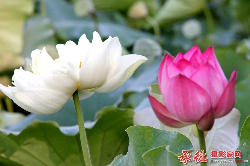 205[2016荷赛]--姐妹争艳  - 木蝴蝶.jpg