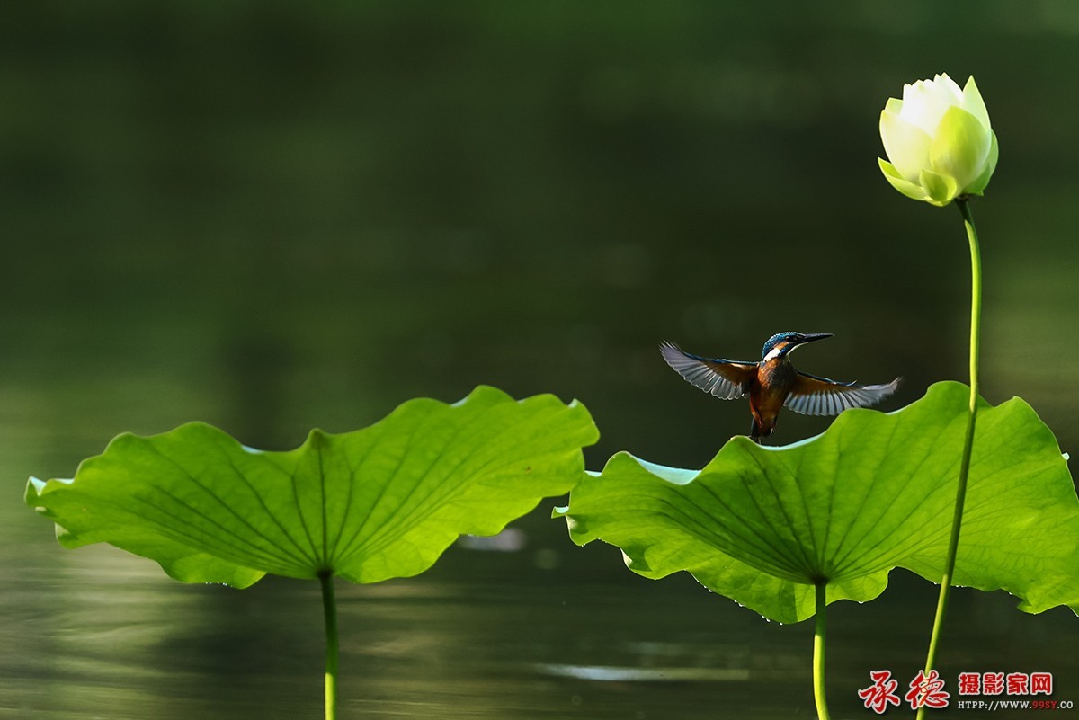 206【2016荷赛】  小翠飞荷 - 光影留痕 .jpg