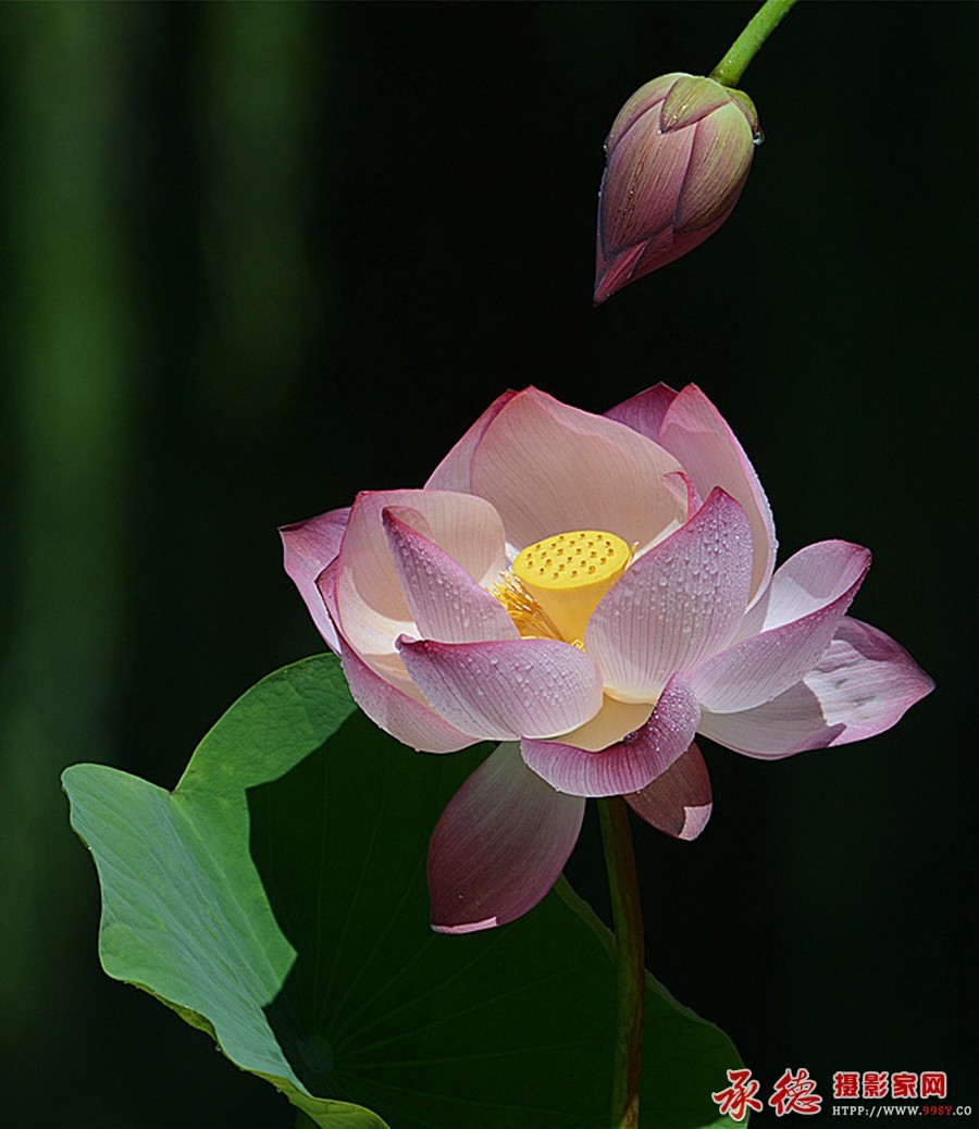 212【2016荷赛}不离不弃     湖歌  .jpg