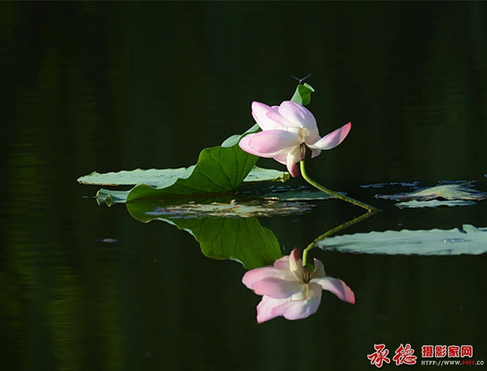 209【2016荷花摄影大赛】“荷花 三”木子克.jpg