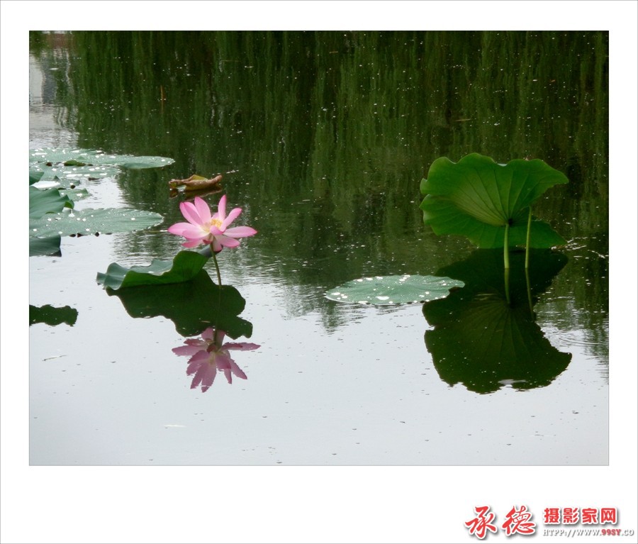 214【2016荷赛】荷影      快乐摄影  .jpg