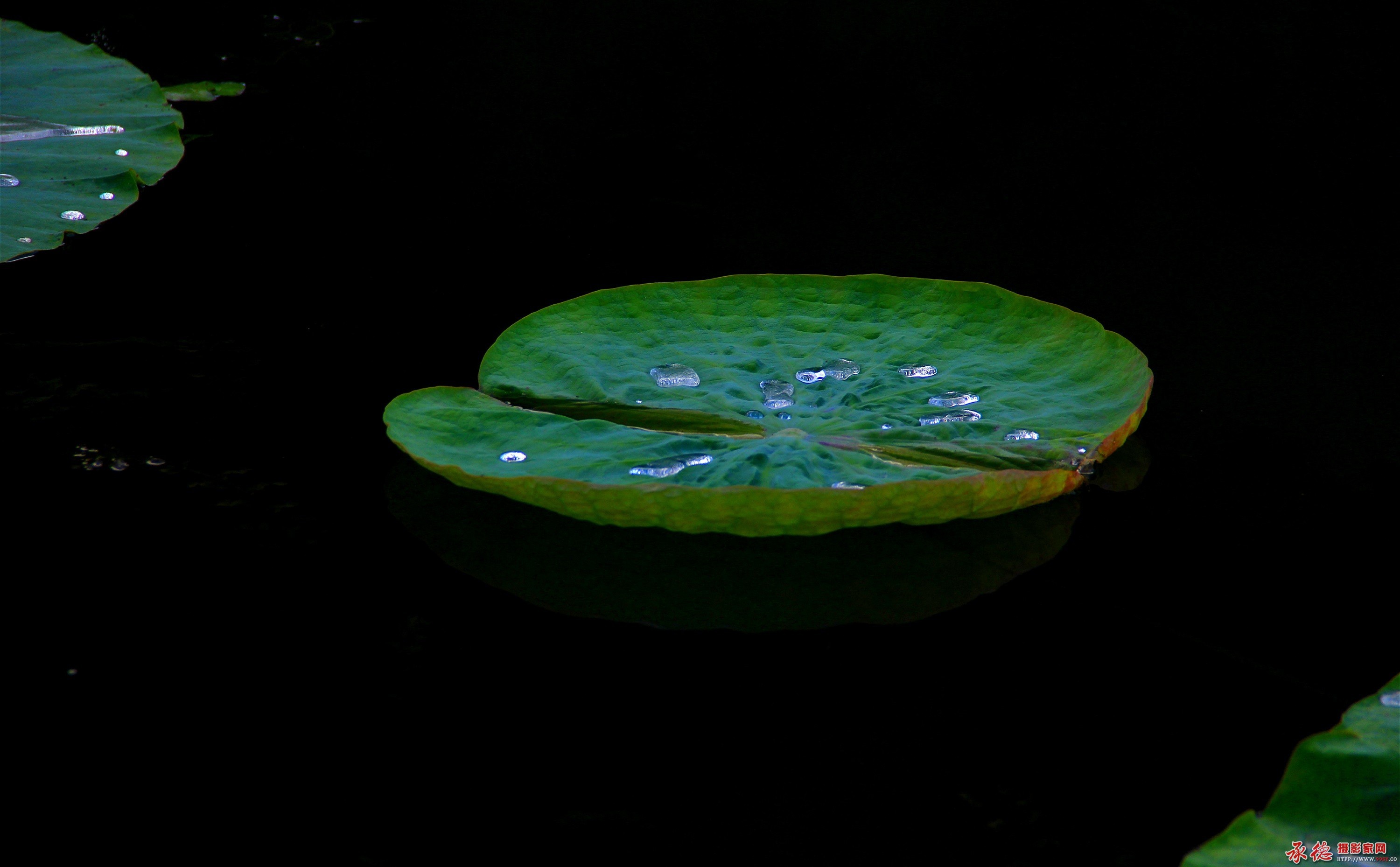 217【2016荷赛】 大珠小珠落玉盘    在水一方.jpg