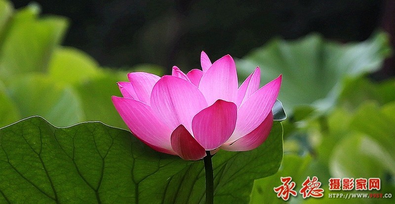 221    【2016荷赛】 别样红       暗恋黄老邪.jpg