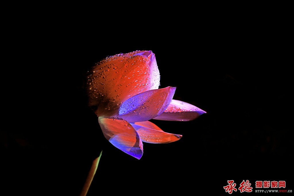 227【2016荷赛】  夜明珠        明明亮亮.jpg