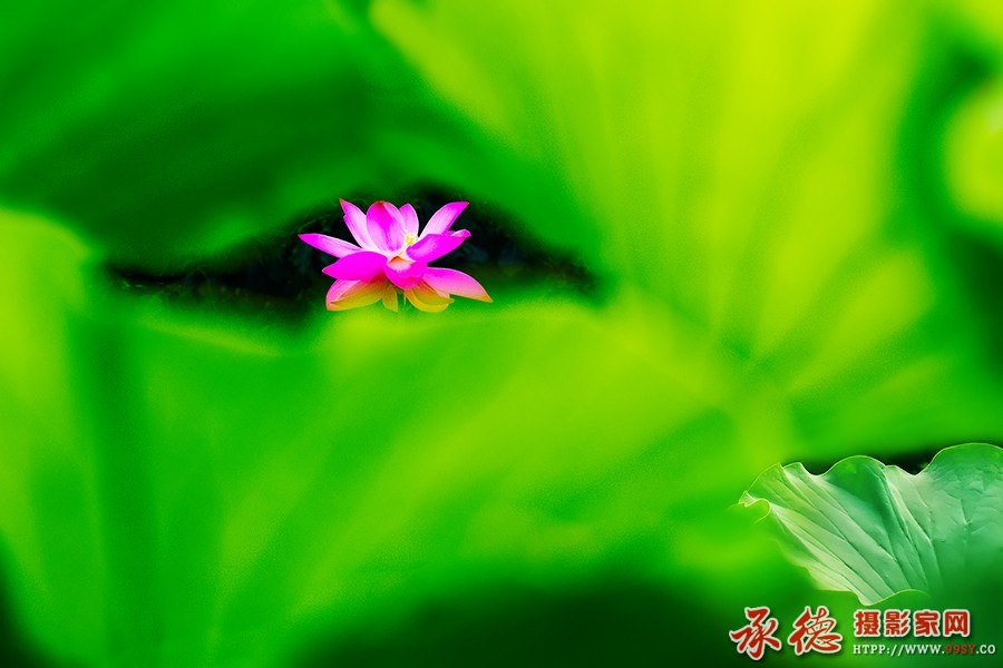 239【2016荷赛】--眼里只有你  - 凡光俗影 .jpg