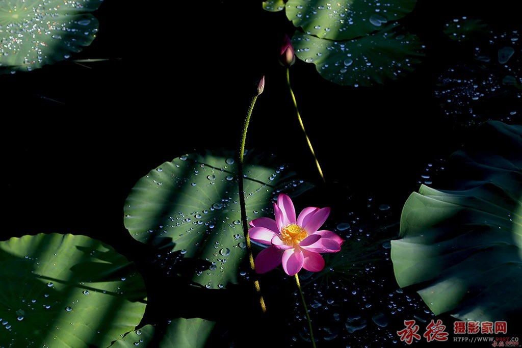 101【2016荷赛】 晨光曲 - 恩润梓旭.jpg