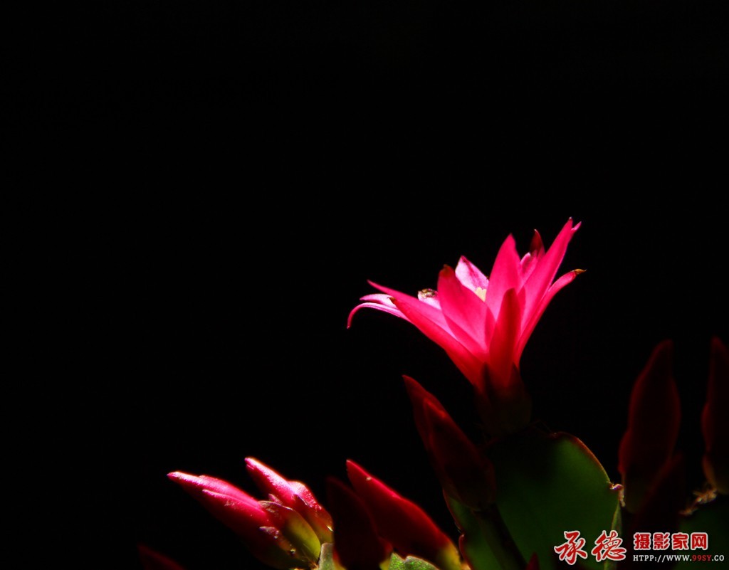 105434i9d9aiofvpdm1jpv.jpg指甲莲-凭晓.jpg