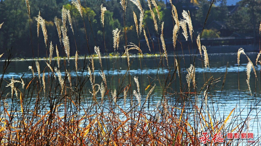 214854ydzubs0v0bumk4ms.jpg芦花摇摆-凭晓.jpg