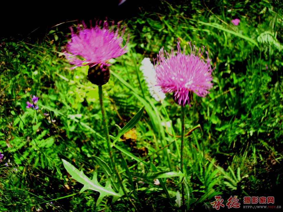 DSC03316副本副本.JPG