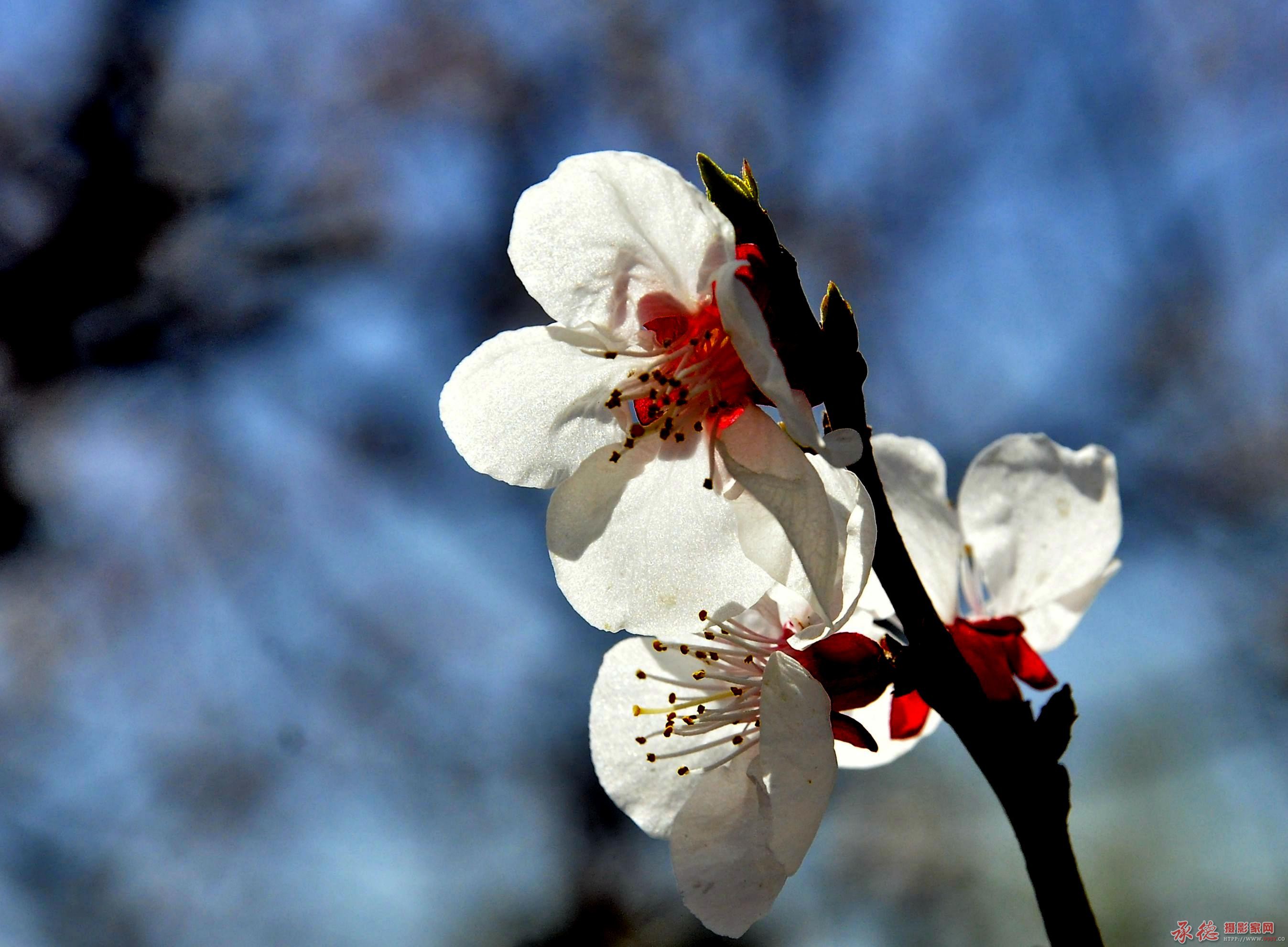梅花香自苦寒来4.jpg