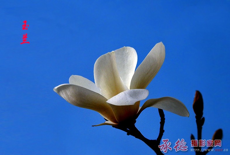 玉兰 059_看图王.jpg