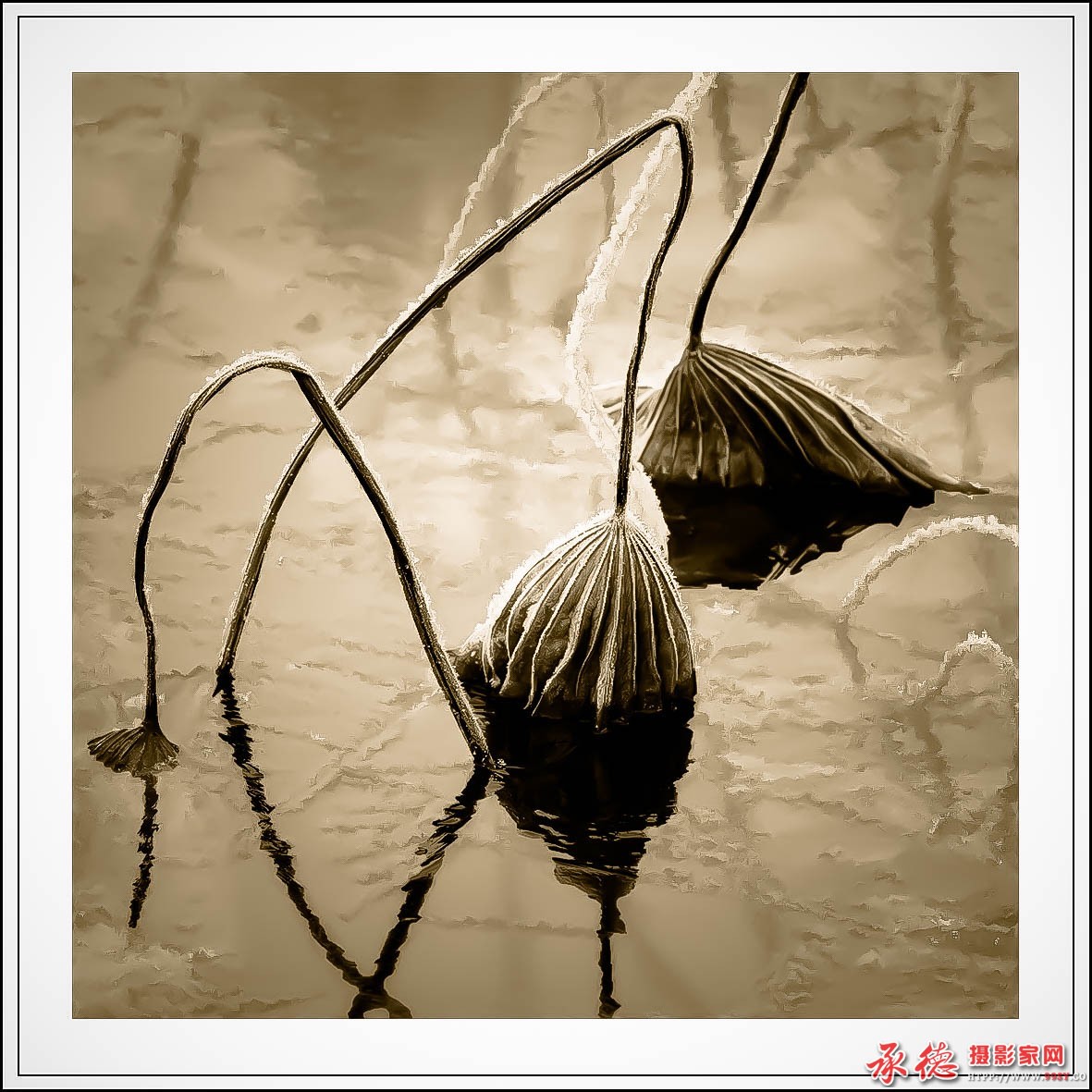 冬荷  作者：风花雪月 (2).jpg