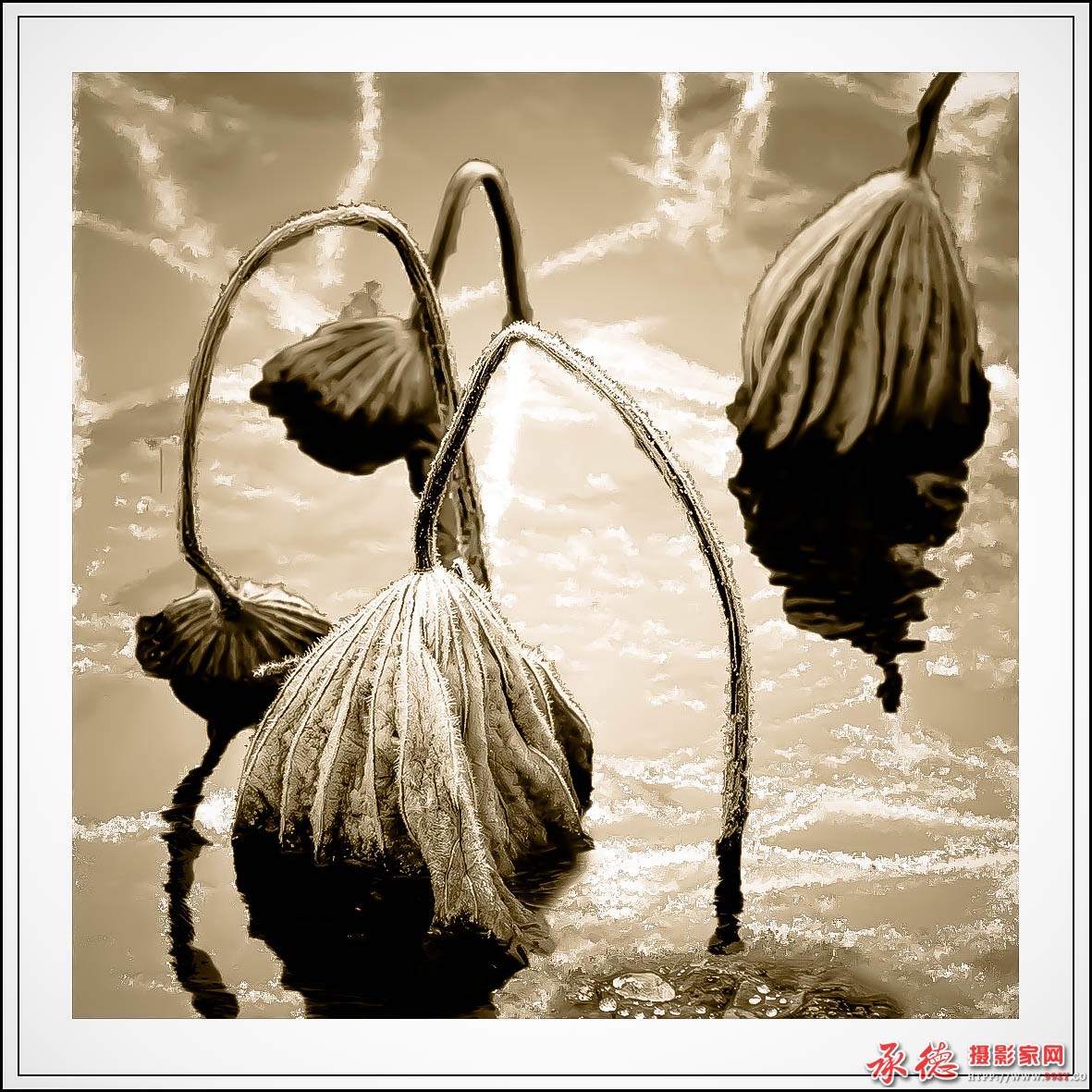 冬荷  作者：风花雪月.jpg