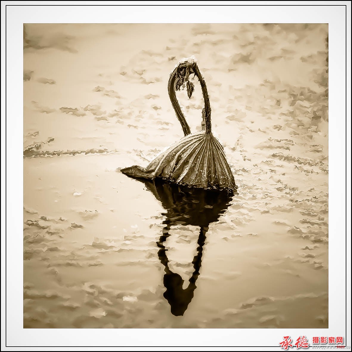 冬荷 作者：风花雪月.jpg