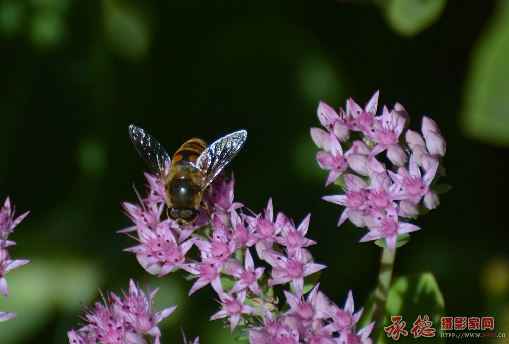 DSC_6258_副本.jpg