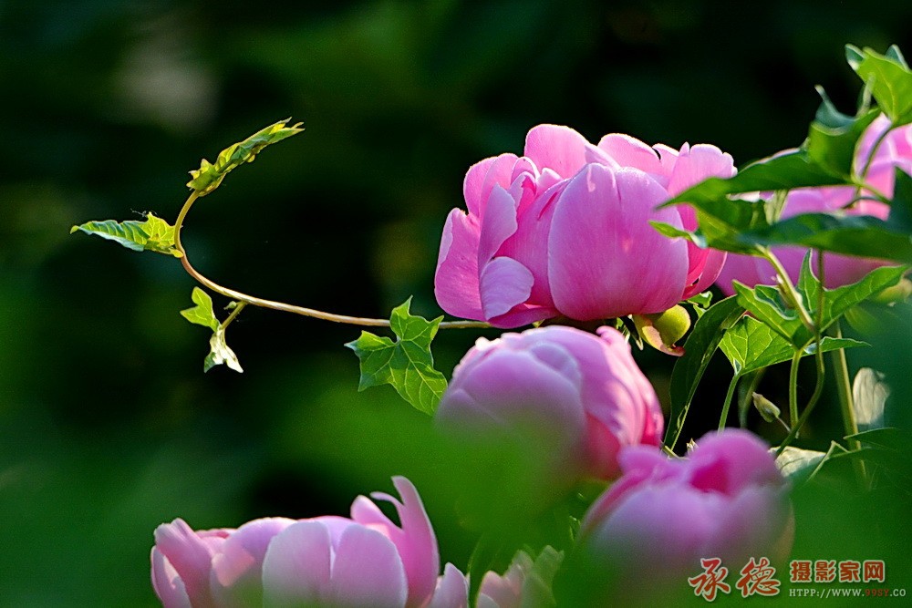 DSC_6805_副本.jpg