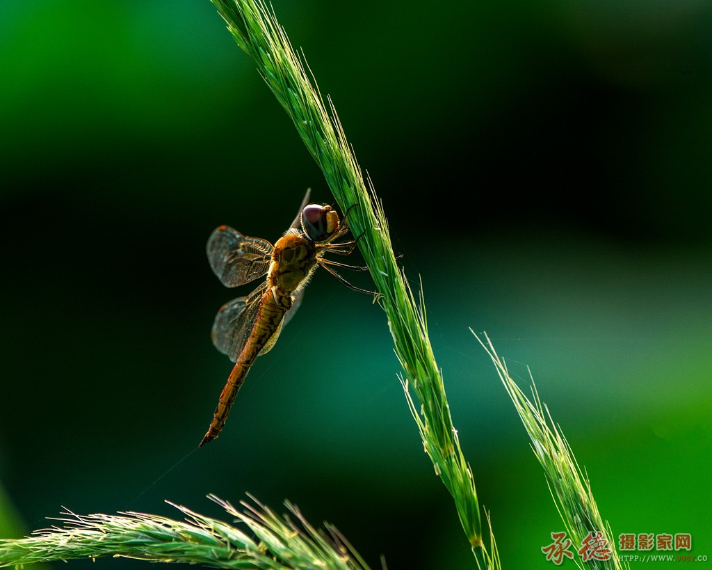 蜻蜓2.jpg