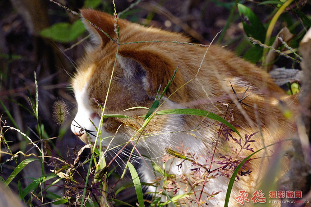 躲猫猫.jpg