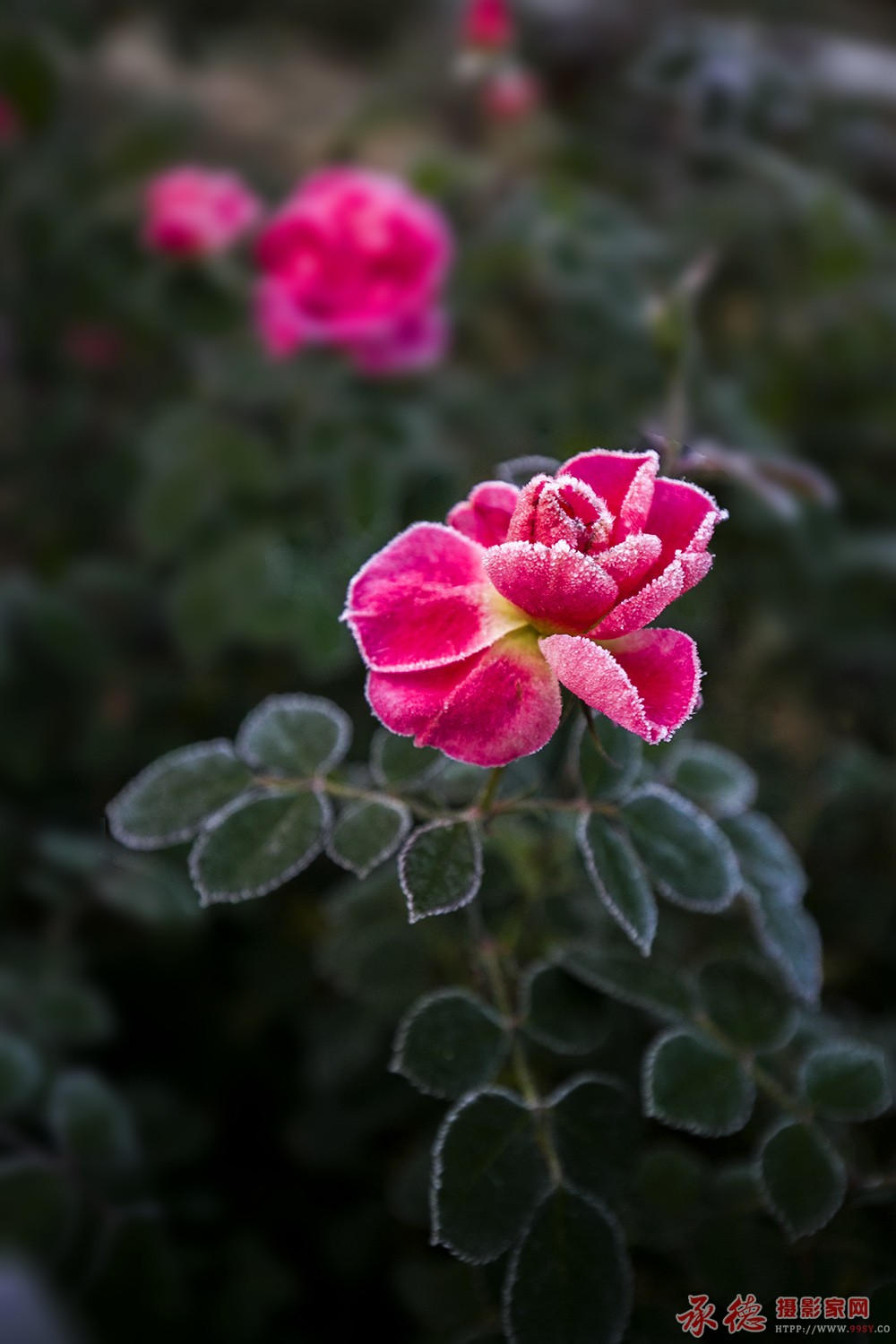 霜花