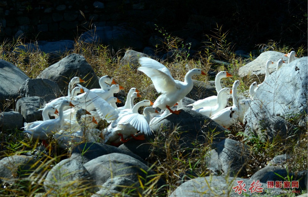 DSC_7371_看图王_meitu_35_meitu_37.jpg