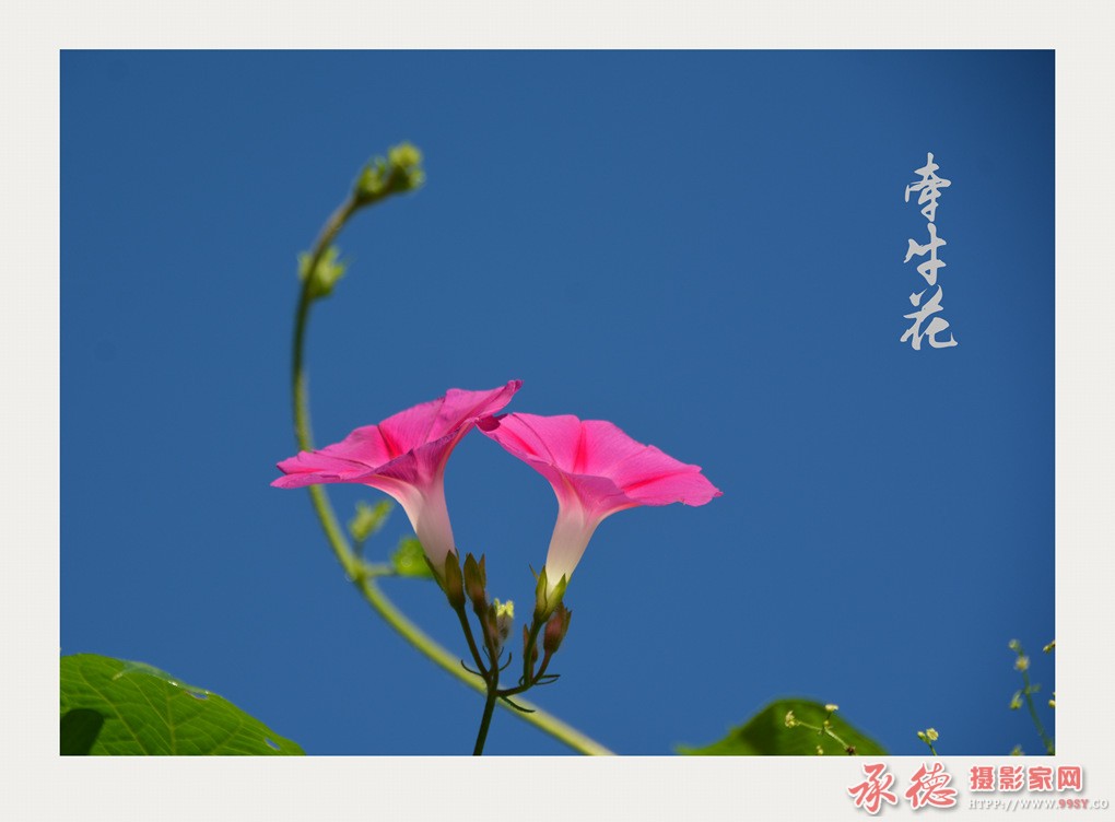 DSC_2256_副本.jpg