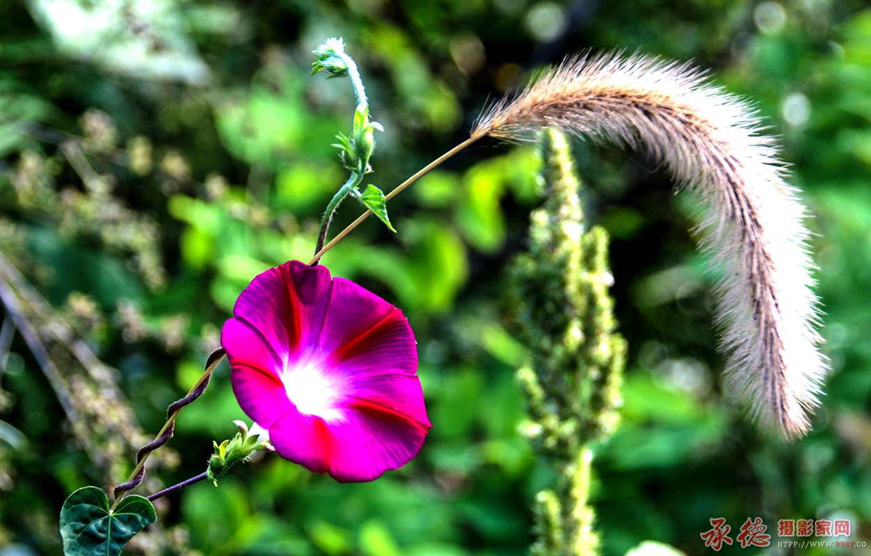 花草