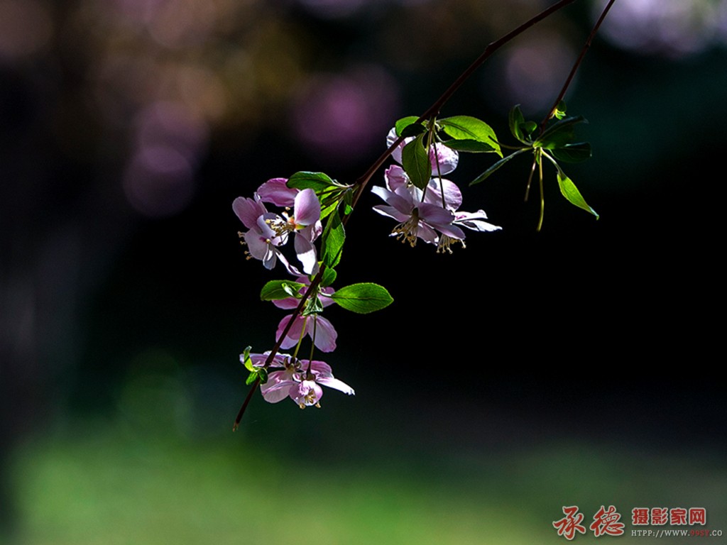 _DSC0517_1_副本_副本.jpg