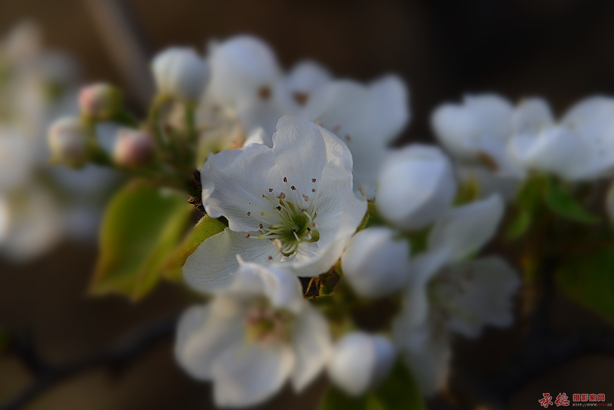 2018年4月17曰东区梨花 089_副本.jpg